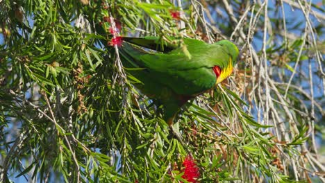 rainbow lorikeet feeds on red bottlebrush flower nectar before flying away