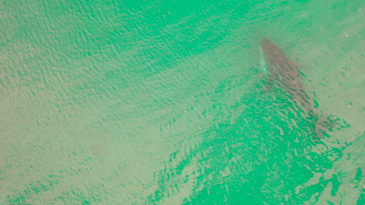 vista aérea de la ballena jorobada en el océano frente a la costa de sudáfrica