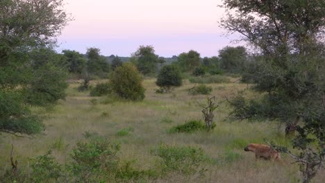 hiena manchada caminando sola por la hierba en el parque nacional kruger