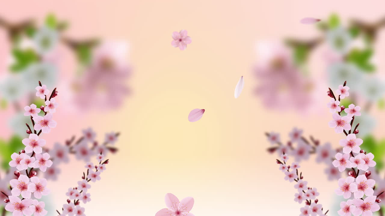 Beautiful Sakura flowers Abstract cherry blossom background with LOOP in 4k
