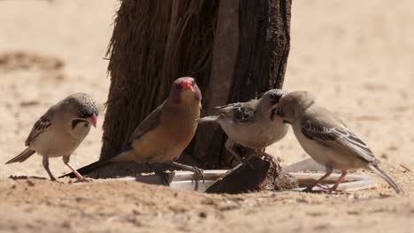 pinzones de plumas escamosas y pico de cera de orejas violetas beben juntos de un tazón de agua de plástico en sudáfrica