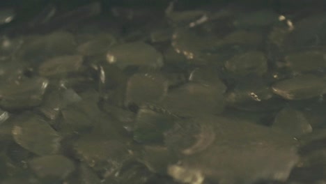 slow-motion-detail-of-recycled-white-glass-pieces-flowing-along-a-conveyor-belt-in-a-glass-recycling-factory