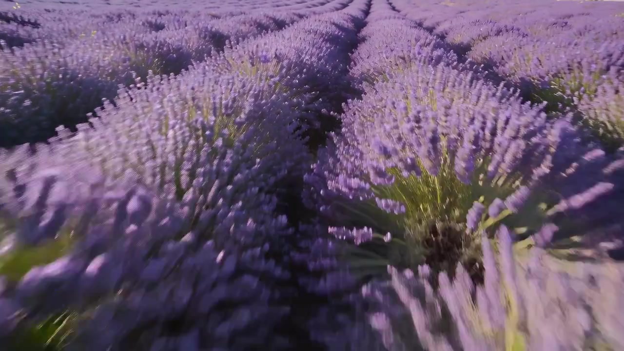 La telecamera avanza lungo il solco centrale tra le file di lavanda in una fattoria, mostrando i fiori baciati dal sole.