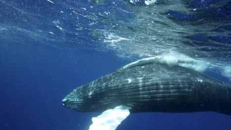 Young-humpback-whale-in-slow-motion-in-clear-water-around-the-island-of-Tahiti,-south-Pacific,-French-Polynesia