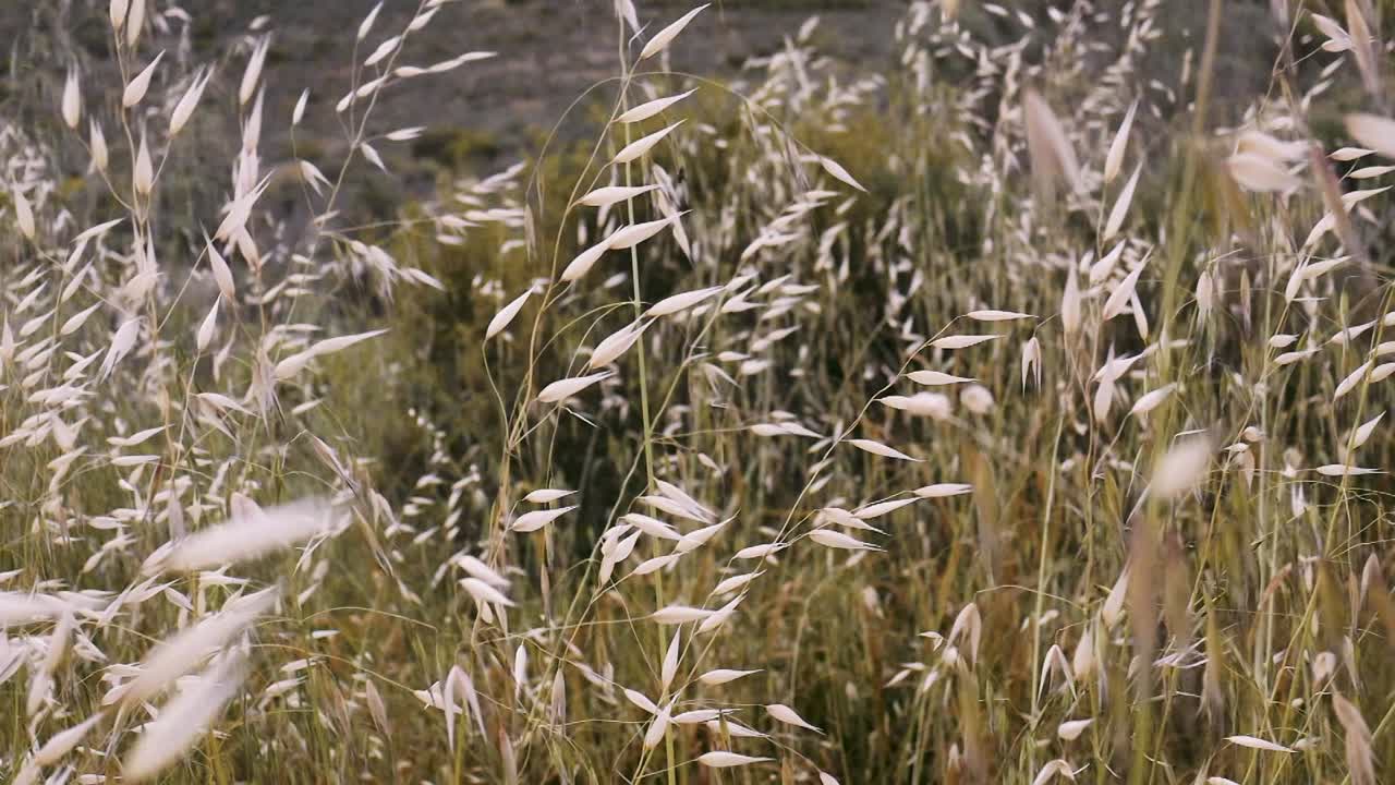 황금 잔디가 바람에 흔들리는 느린 동작을 추적합니다.