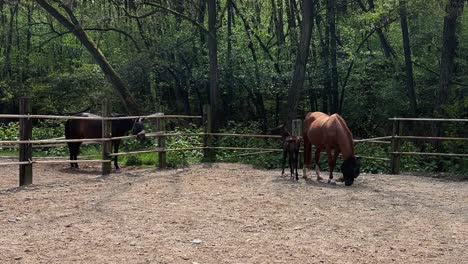 Un-Bonito-Y-Pequeño-Caballo-Potro-Y-Una-Yegua-Madre-En-El-Rancho