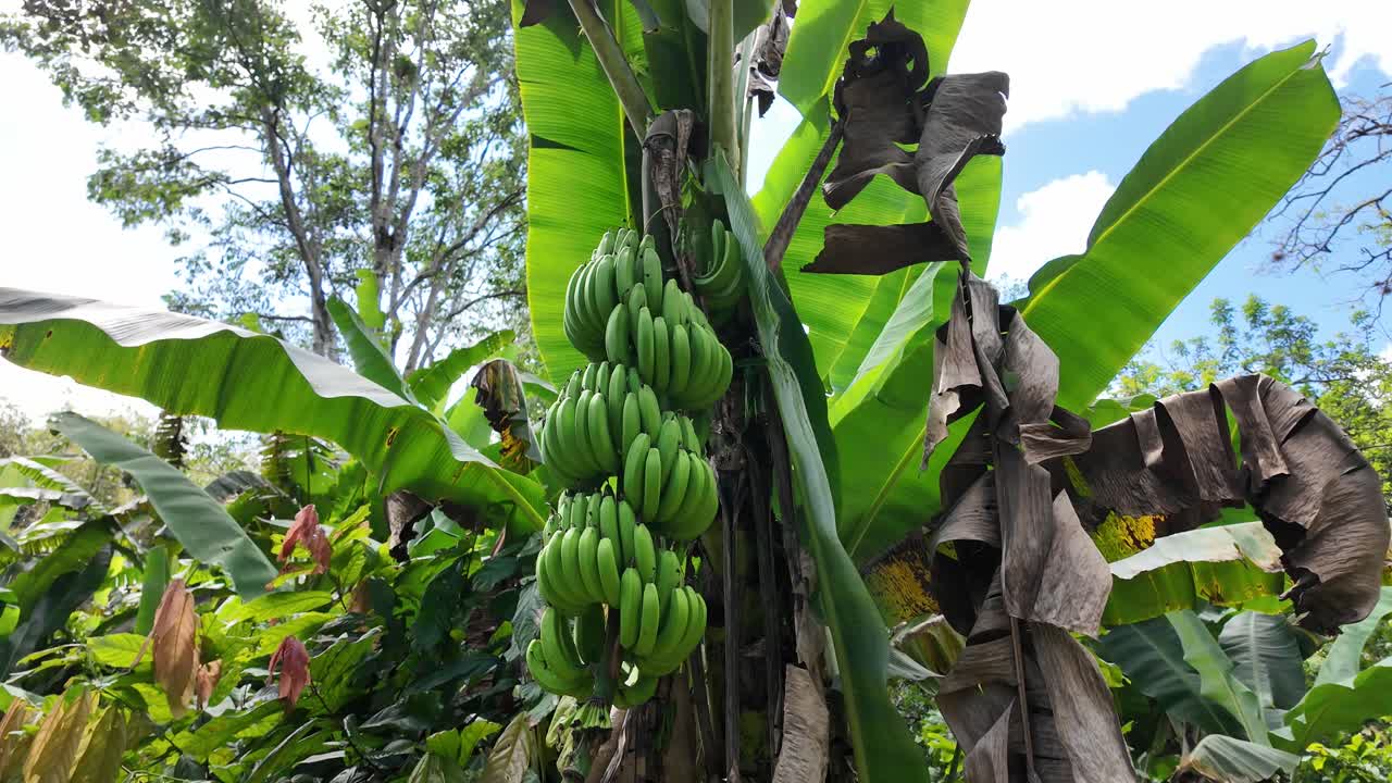Green bananas growing on a tree in a lush tropical garden, tilt up camera movement