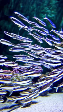 underwater aquarium scene with fish and turtle