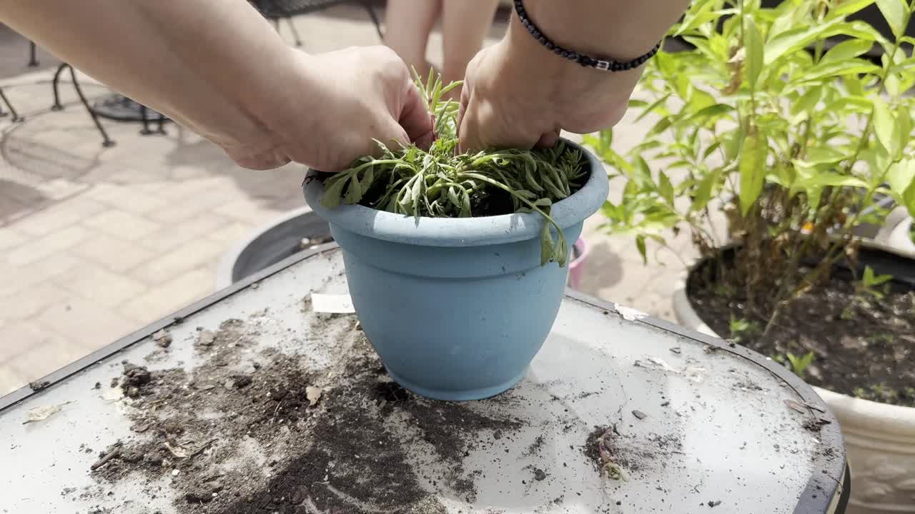 dos manos replantando flores en una pequeña olla azul en un día soleado
