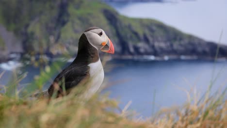 atlantic puffin (fratercula arctica), on the rock on the island of runde (norway).