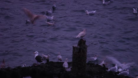 Eine-Möwe,-Die-Auf-Einer-Säule-Sitzt-Und-Ihren-Partnern-Dabei-Zusieht,-Wie-Sie-Bei-Windigem-Wetter-An-Den-Ufern-Von-South-Wet-Island-Nach-Nahrung-Suchen