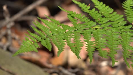 Green-Leaf-Branch-Shine-In-The-Sun-In-A-Warm-Forest-In-The-Santa-Ynez-Mountains-Of-California-Suggests-Nature-Natural-World