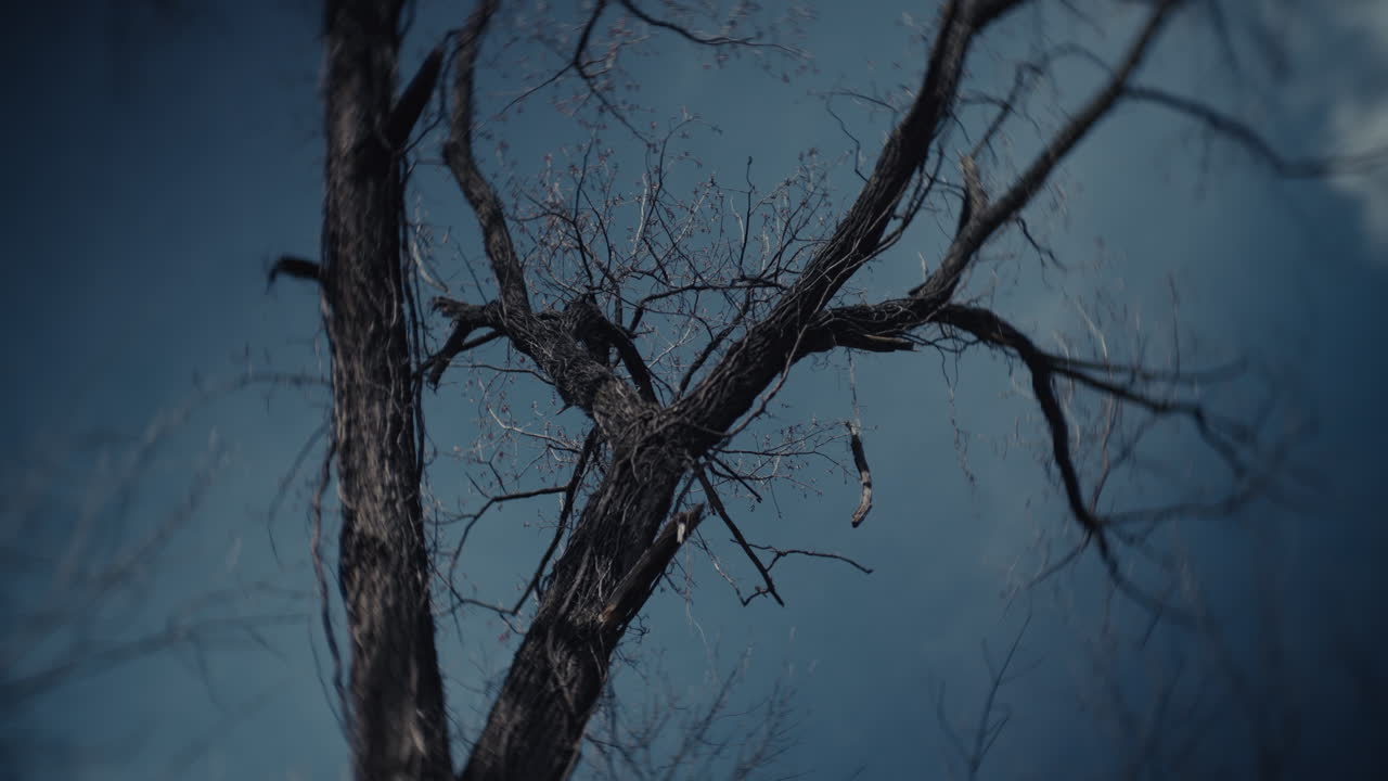 Bare Tree Against a Cloudy Sky