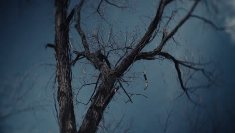bare tree against a cloudy sky