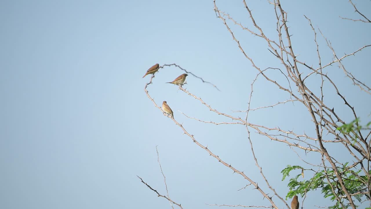Scaly-breasted munia Birds are perched on the branches of a thorny tree against a clear blue sky. taking off from Branches