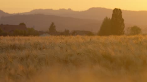 Close-up-of-a-wheat-field-at-sunset