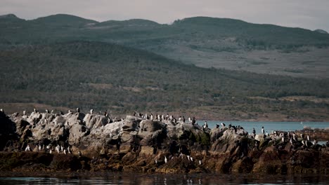 A-Huge-Colony-Of-King-Cormorants-On-The-Rocky-Islands-In-Beagle-Channel,-Tierra-Del-Fuego,-Argentina