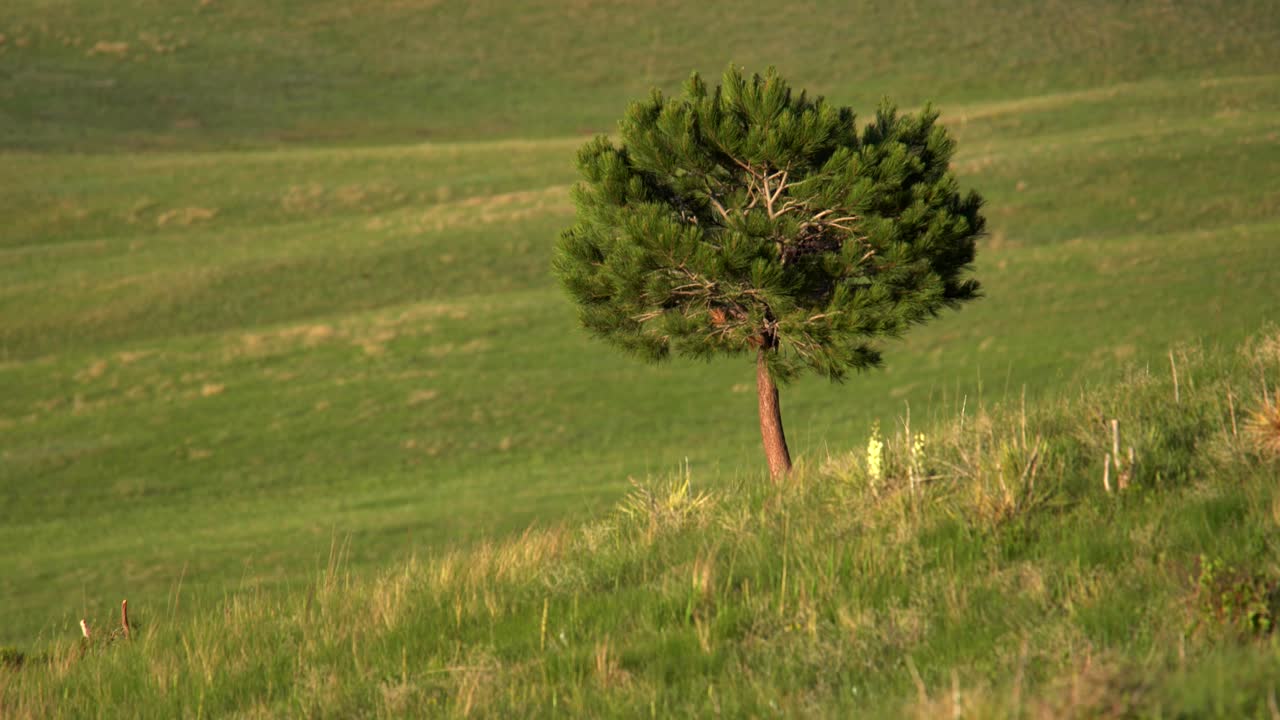 콜로라도 주 볼더의 열린 공간에 외로운 나무