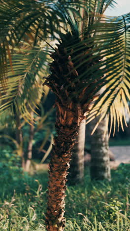 close-up of a palm tree trunk