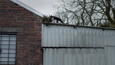 Cat-on-roof-of-house-with-trees-behind,-handheld