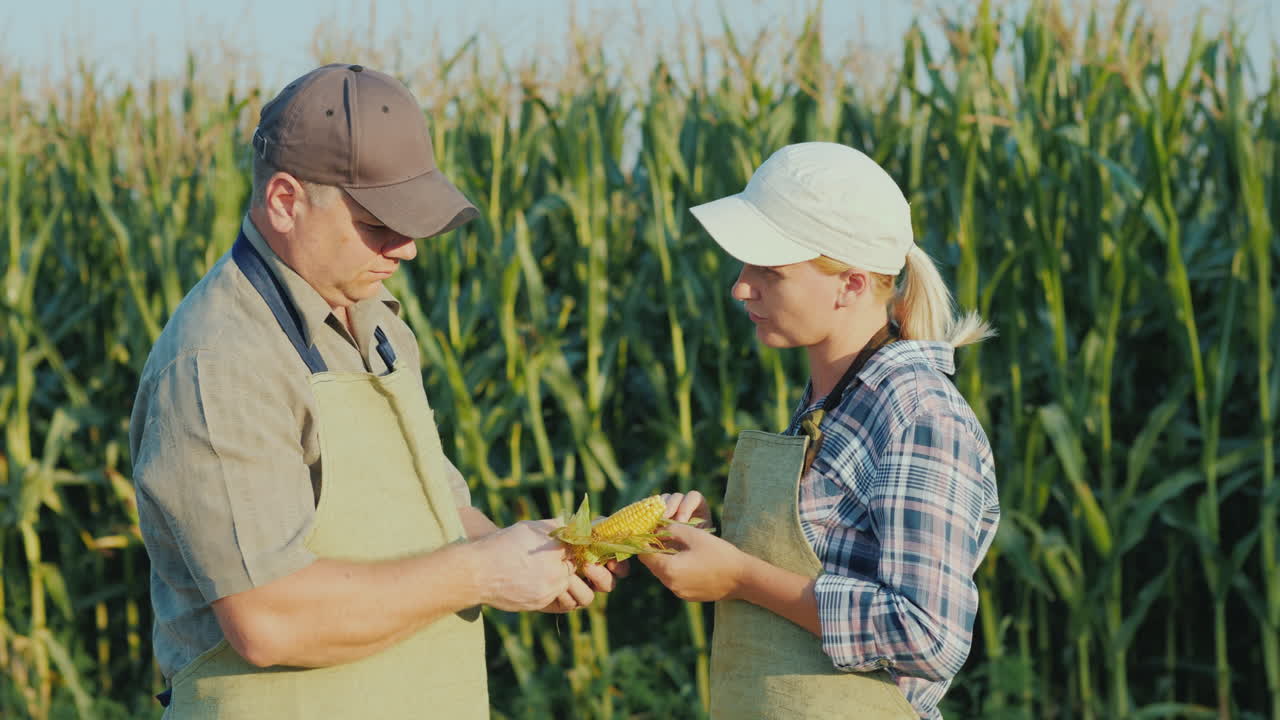 dos granjeros están estudiando la mazorca de maíz en la formación de campo y la agroindustria