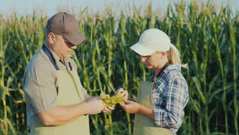 two farmers are studying the ear of corn on the field training and agribusiness