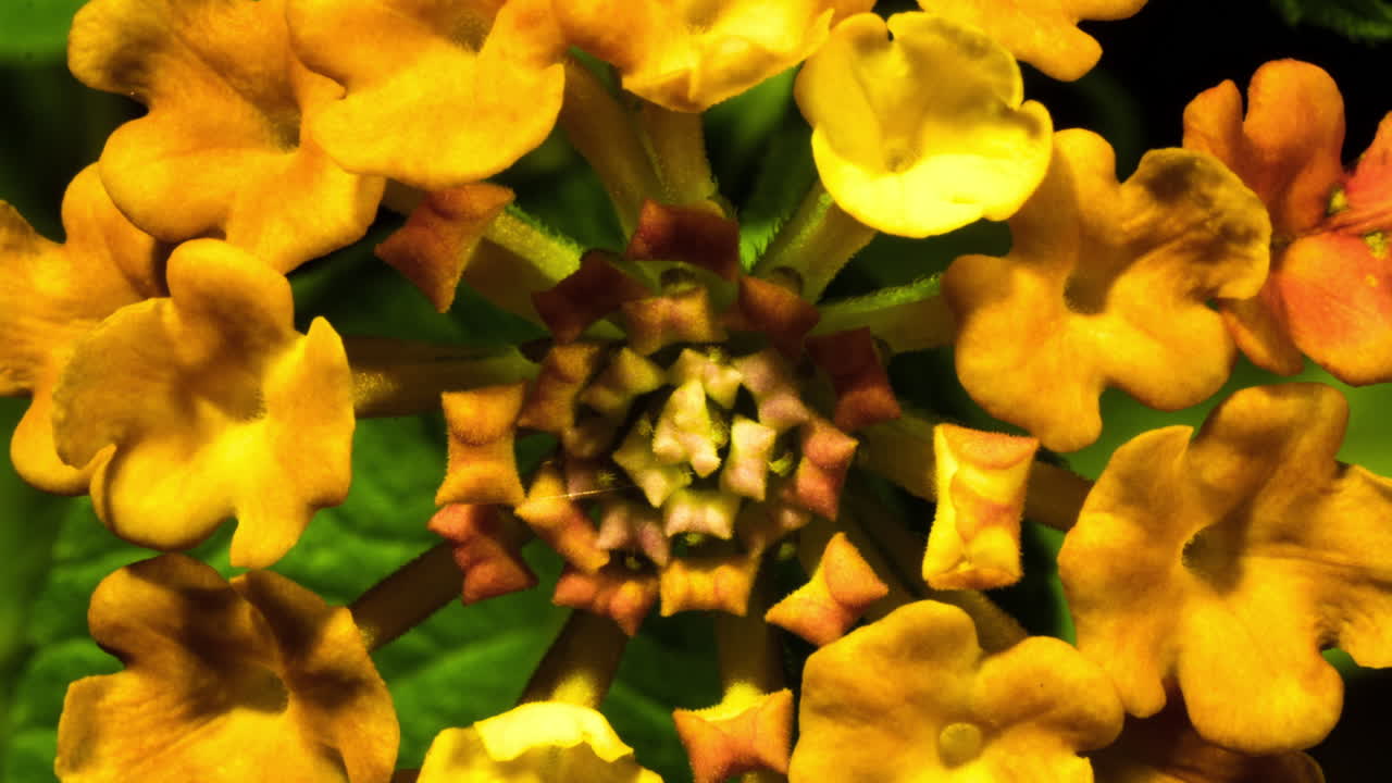 fuegos artificiales de lantana camara, flor de naranja amarillo vivo floreciendo, lapso de tiempo cerca de imágenes estabilizadas