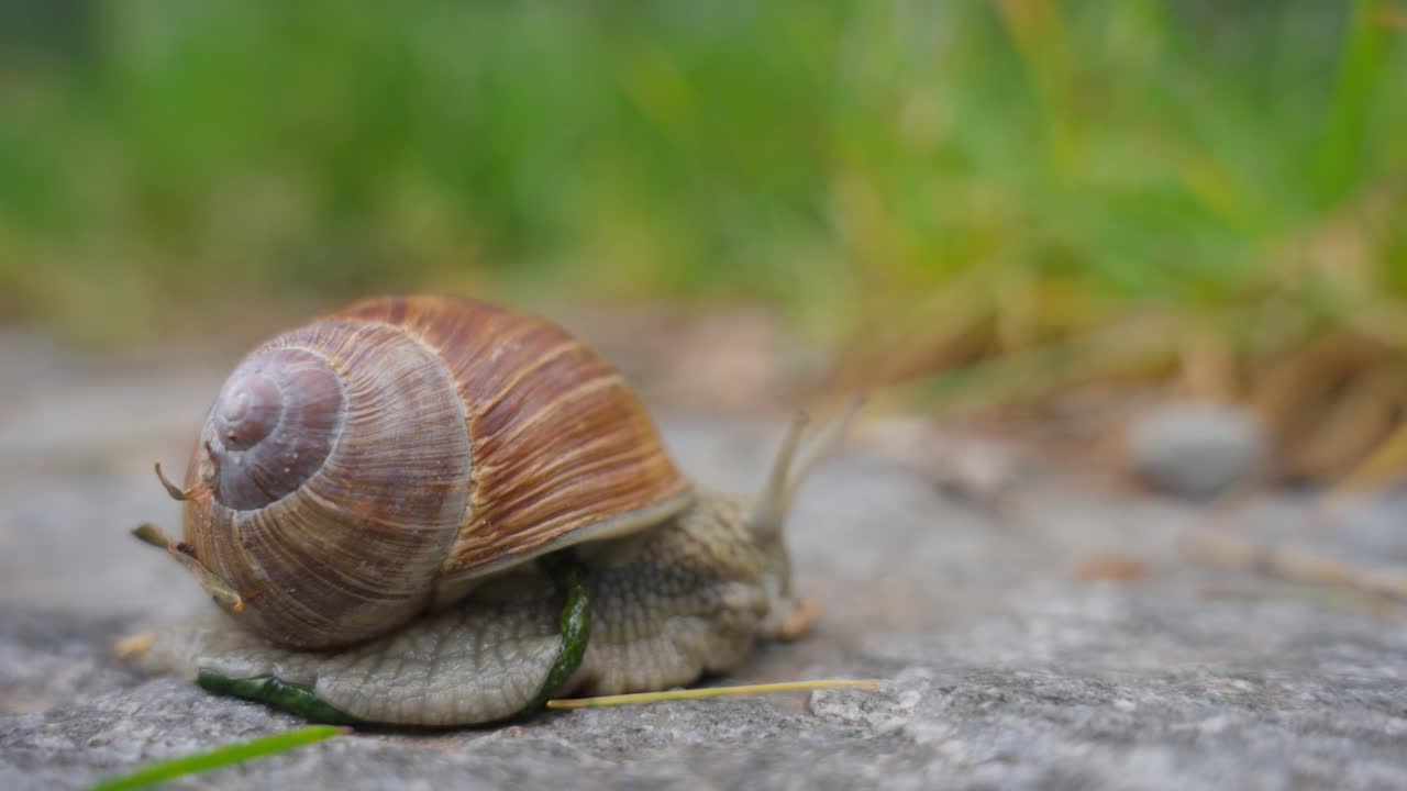 gasterópodo de caracol terrestre descansando sobre la roca con fondo bokeh