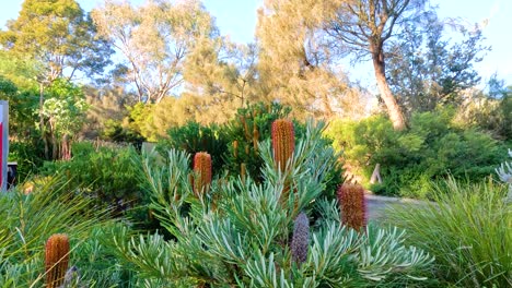 vibrant banksia spinulosa flowers blooming in lush melbourne zoo garden