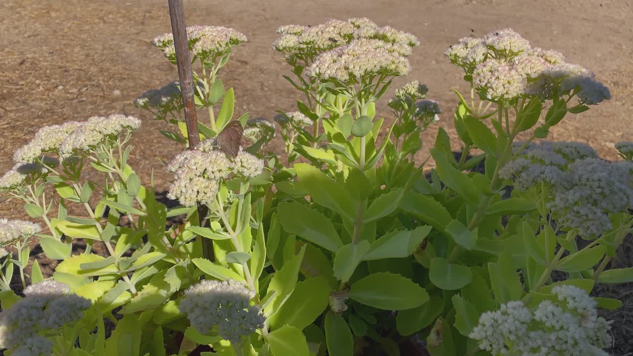 Slow motion of two butterflies on a blooming white Sedum plant, one resting and one flying, surrounded by small insects, with gentle wind moving the flowers on a calm day