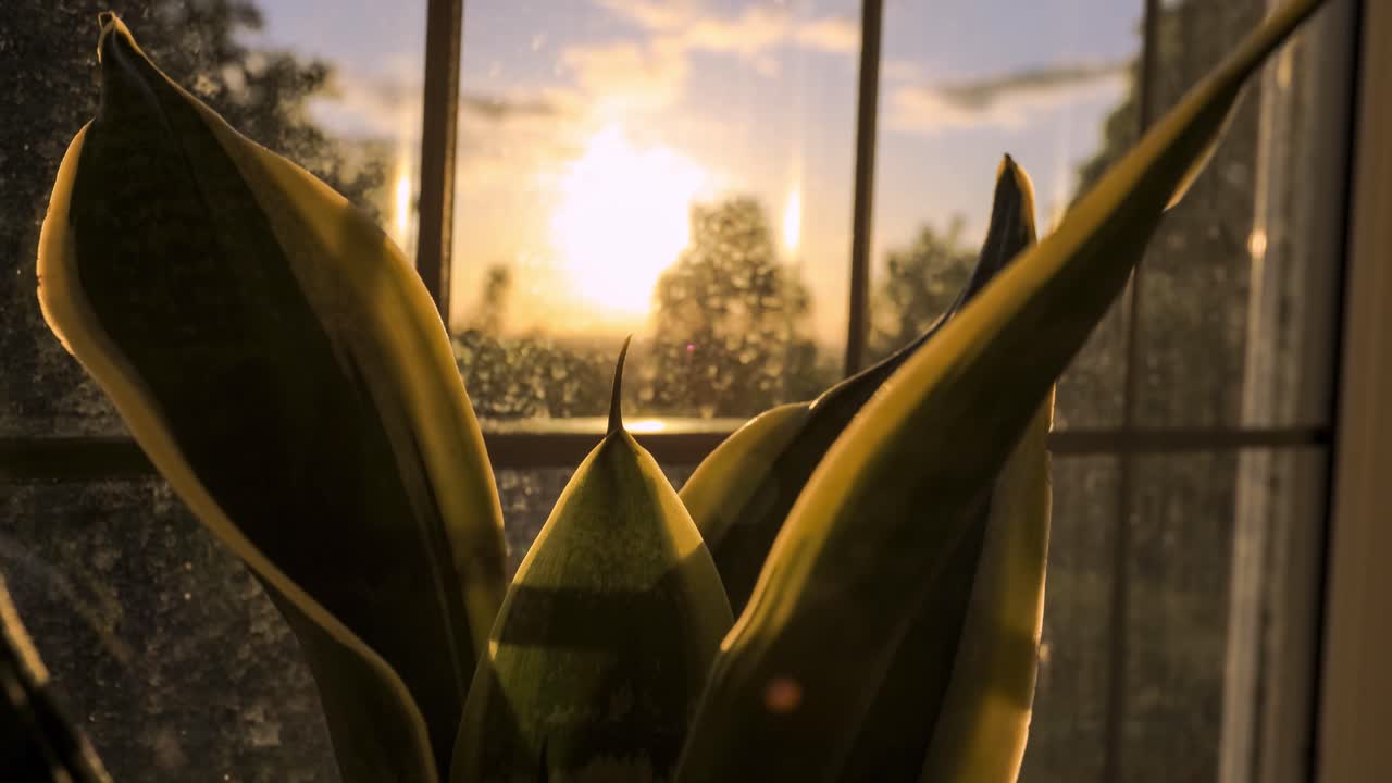 puesta de sol a través de una planta de serpientes con una ventana sucia en el fondo