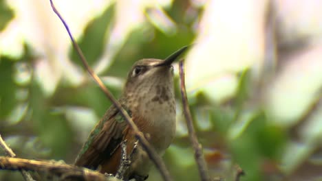 Weiblicher-Roter-Kolibri