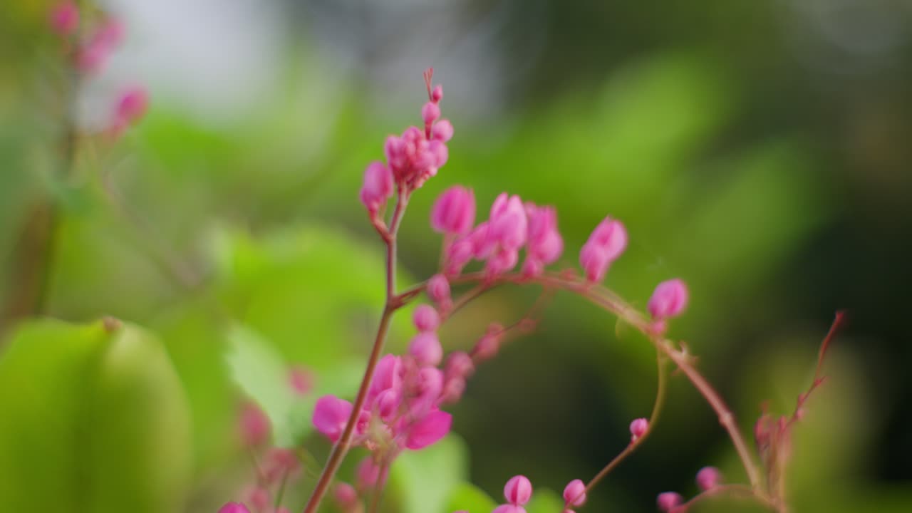 Delicati fiori rosa della pianta rampicante messicana su uno sfondo verde vibrante