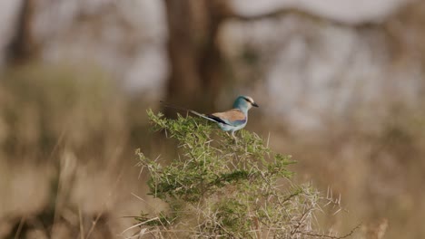 blue-headed european roller - coracias garrulus resting on a thorny bush in murchison falls national park, uganda, highlighting the stunning beauty of african wildlife and vibrant ecosystems