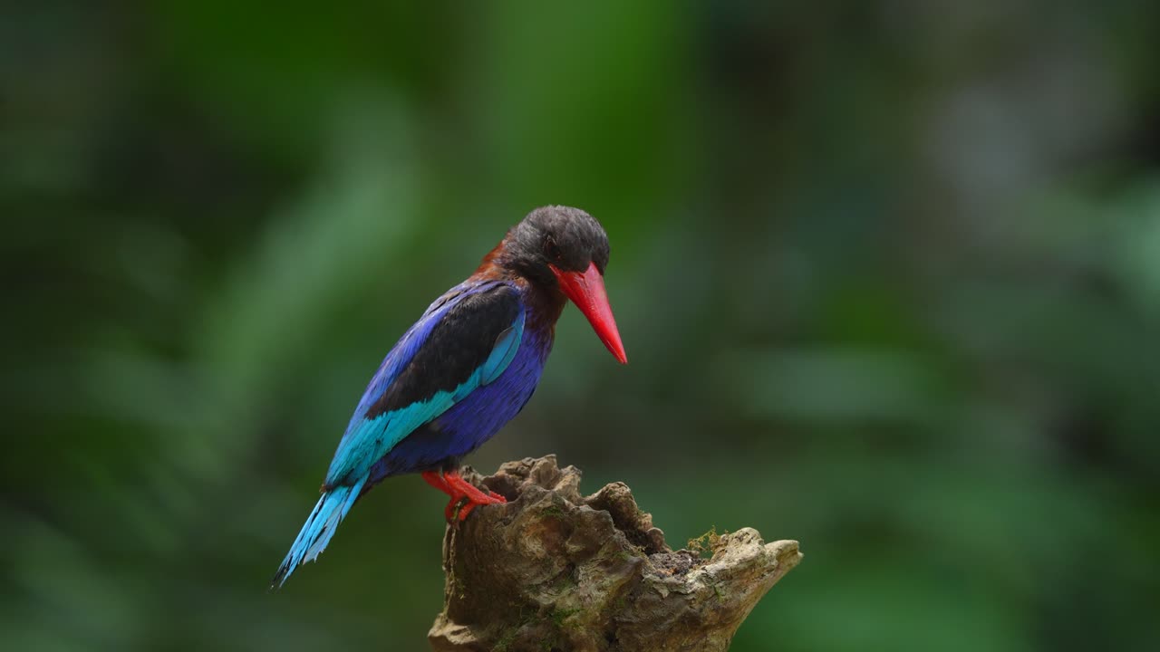 A Black-capped Kingfisher perched on a branch in a natural habitat