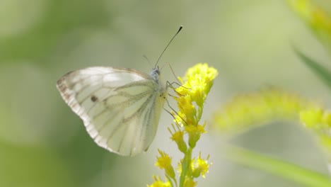 pieris brassicae, the large white butterfly, also called cabbage butterfly. large white is common throughout europe, north africa and asia often in agricultural areas, meadows and parkland.