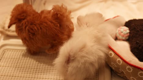 two fluffy puppies play and explore together.