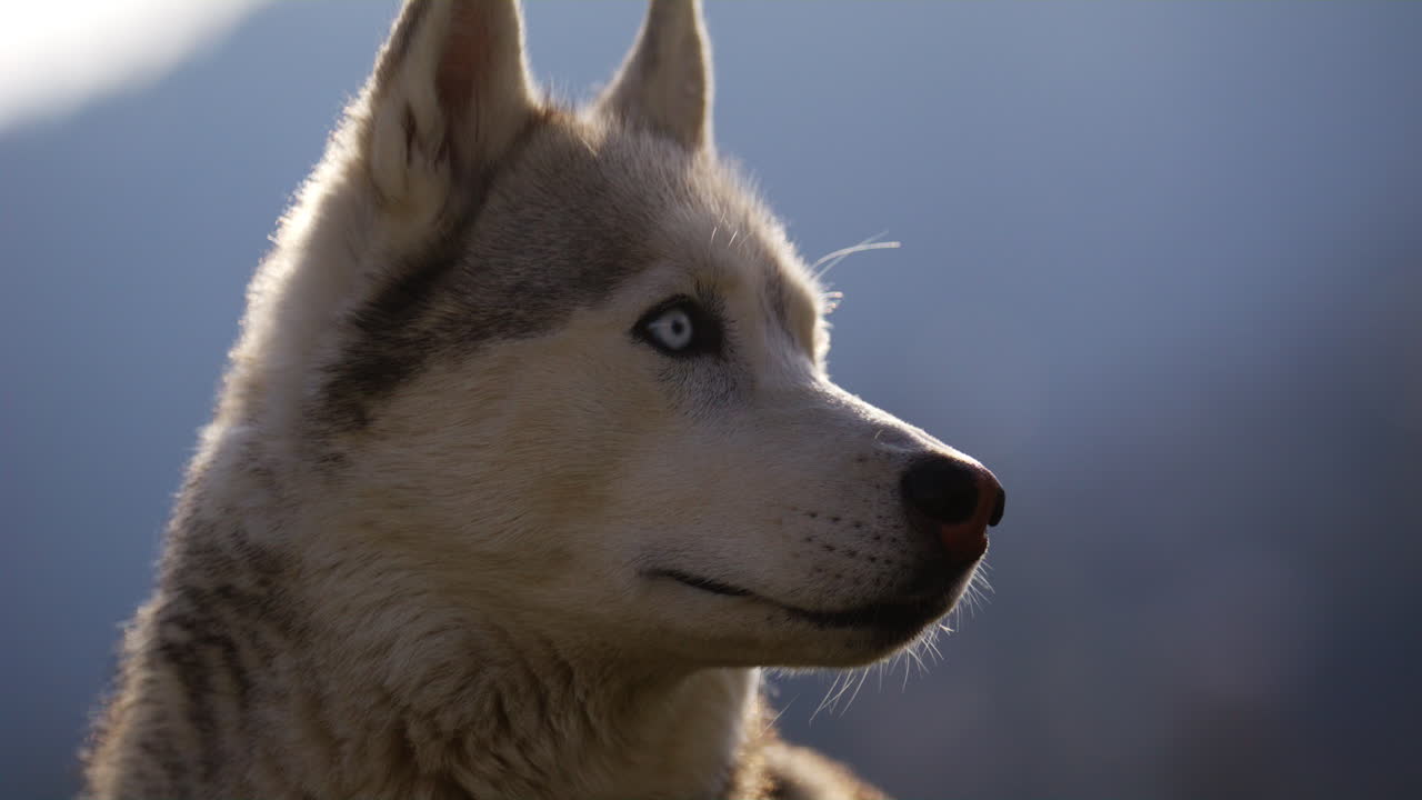 Majestic husky walking through an open alpine field at sunset, with breathtaking mountain views and
