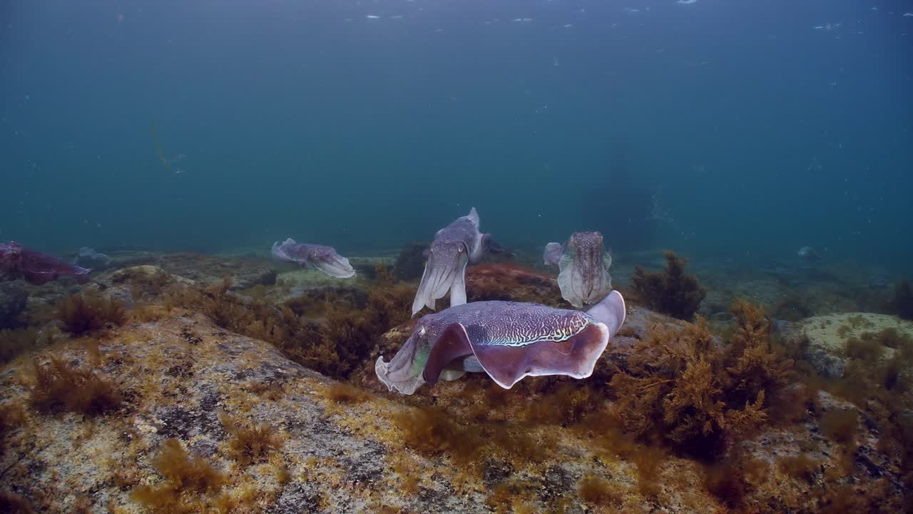 sepia gigante australiana sepia apama migración whyalla sur de australia 4k cámara lenta, apareamiento, puesta de huevos, lucha, agregación, bajo el agua