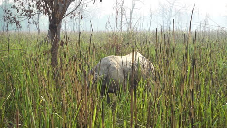 un rinoceronte pastando en las praderas del parque nacional chitwan en nepal