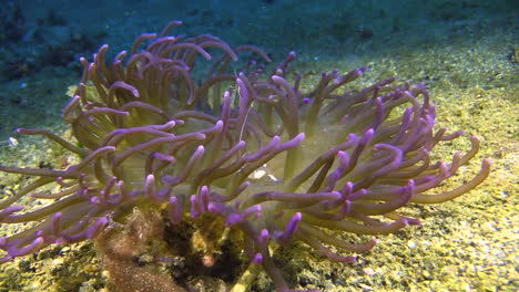 magnífico camarón de anémona alimentándose en un coral con puntas moradas, plano medio que muestra toda la anémona
