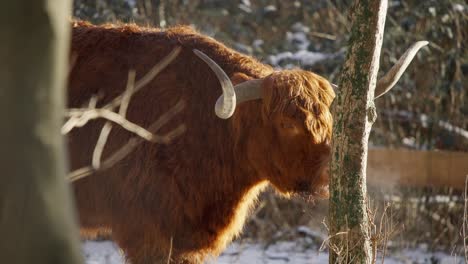 highland cow with curved horns ruminating, exhaling vapor in winter