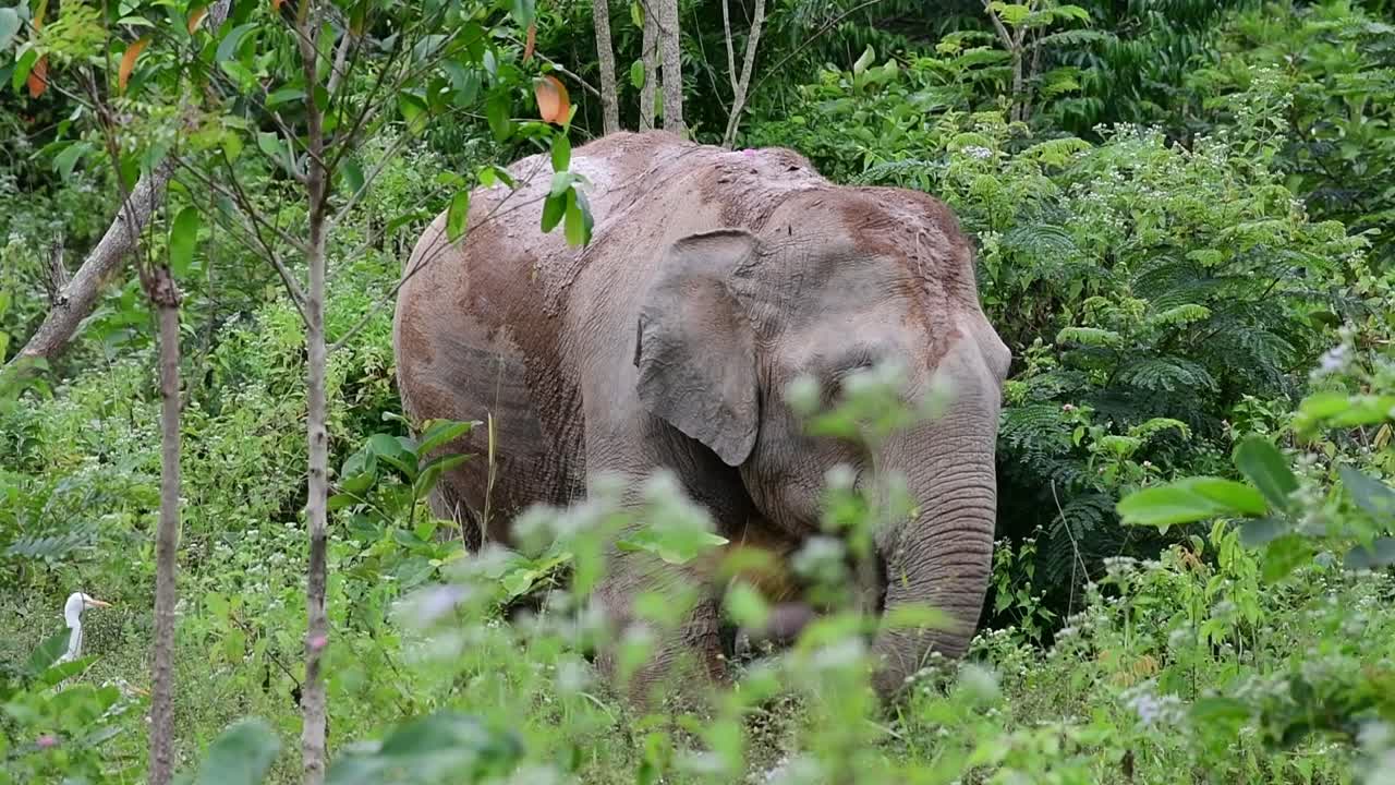 los elefantes asiáticos son especies en peligro de extinción y también son residentes de tailandia