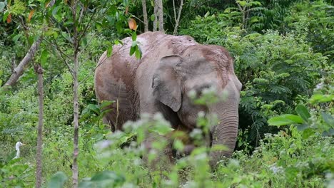 the asiatic elephants are endangered species and they are also residents of thailand