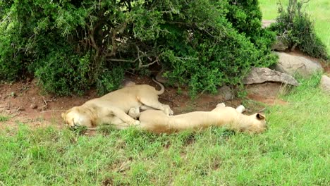 two lions sleeping behind a bush with flies flying around in wilderness of africa