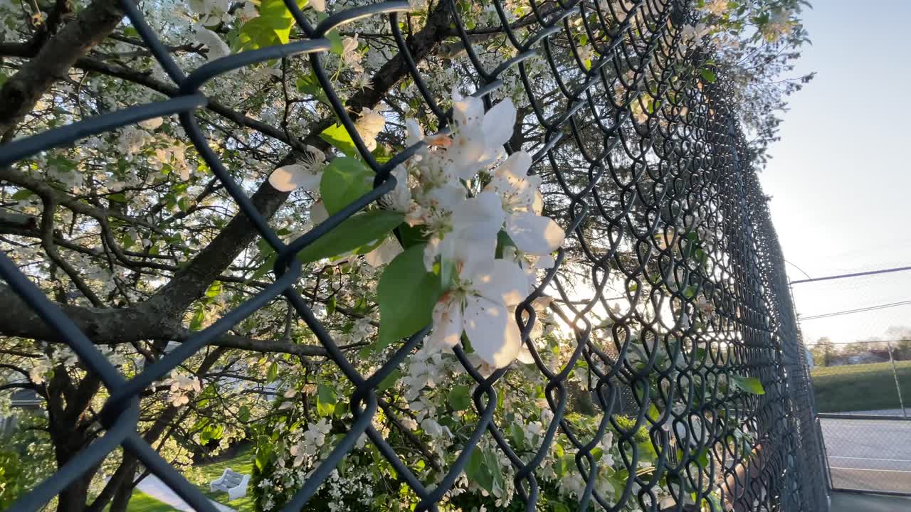 체인 링크 울타리를 통해 흰 꽃