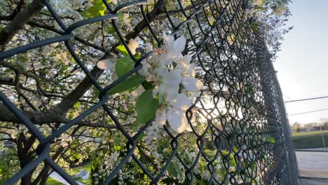 Weiße-Blumen-Durch-Maschendrahtzaun