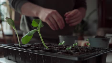 cropped view of a man transplanting seedlings into a pot