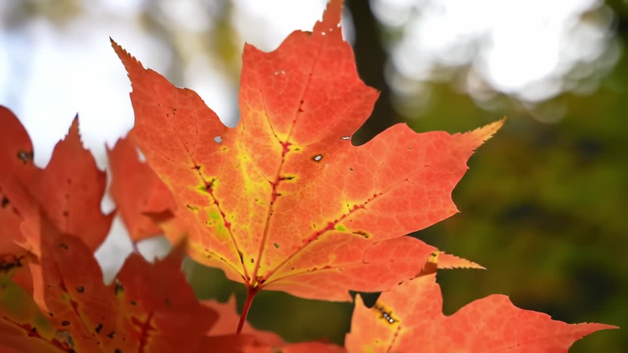 Vibrant Autumn Leaves Showcasing Brilliant Shades of Orange and Yellow Against a Softly Blurred Natural Background in a Captivating Seasonal Display