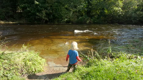 Cute-little-boy-throws-sticks-into-swift-shallow-river,-slow-motion